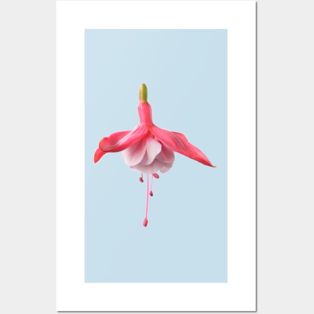 Fuchsia Wall Art by chrisburrows